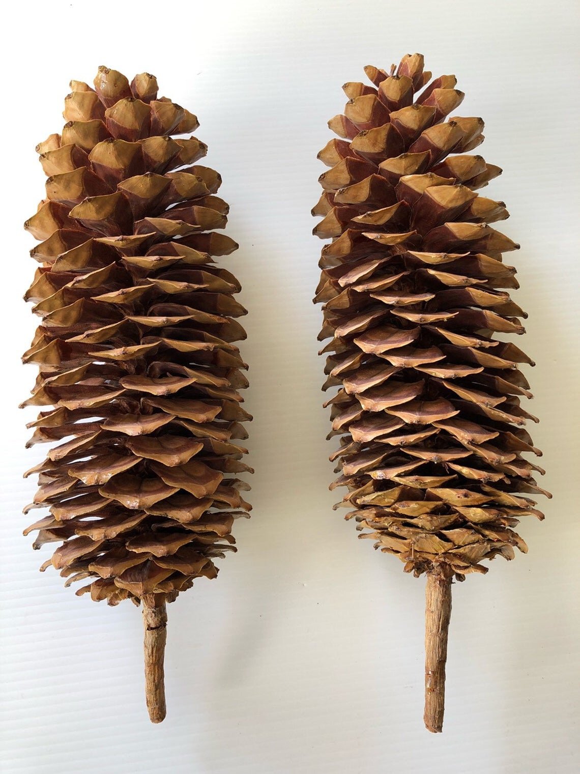 Etsy craft supplies - sugar pine large long pinecones fall christmas holiday natural decor 