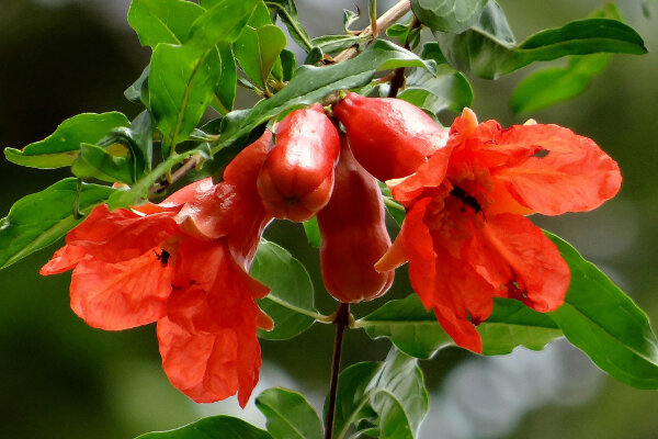 Best Pomegranate Varieties To Grow In Your Garden Pots Plus How To Prune Water And Fertilize Greenhouse Studio