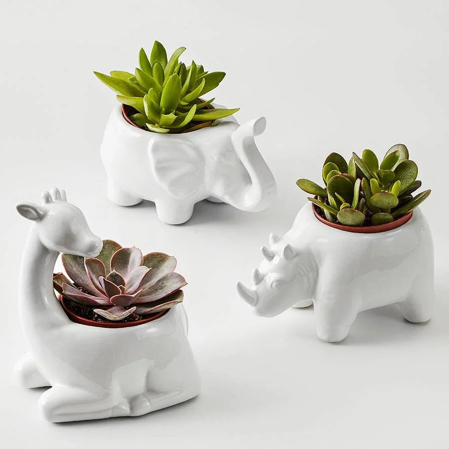 Safari Animal Succulents, Plants.com