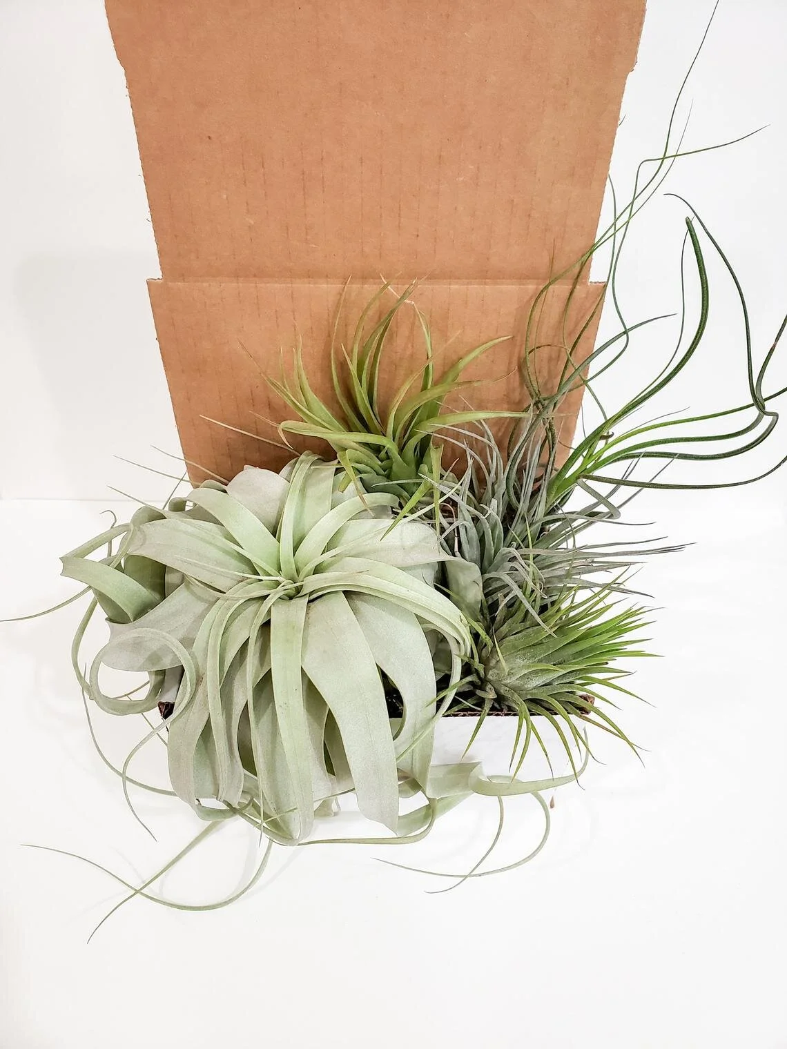 Air Plant 3-Pack, Etsy