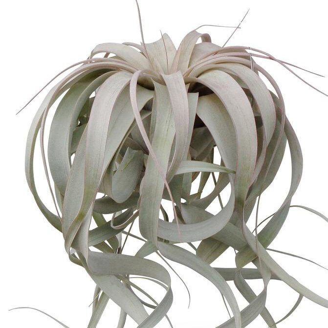 Tillandsia Xerographica XL Air Plants. 