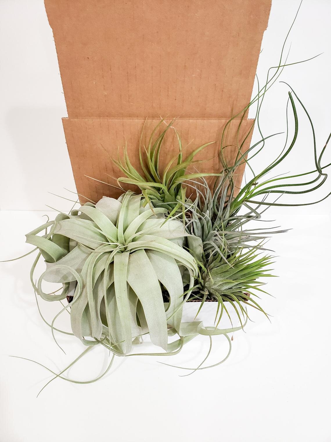 Air Plant 3-Pack, Etsy tillandsia xerographica