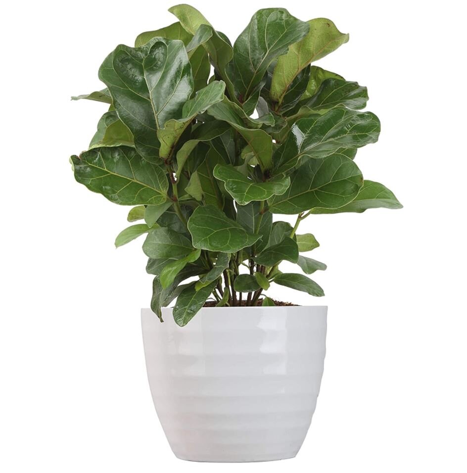 Fiddle Leaf Fig + Planter, Amazon