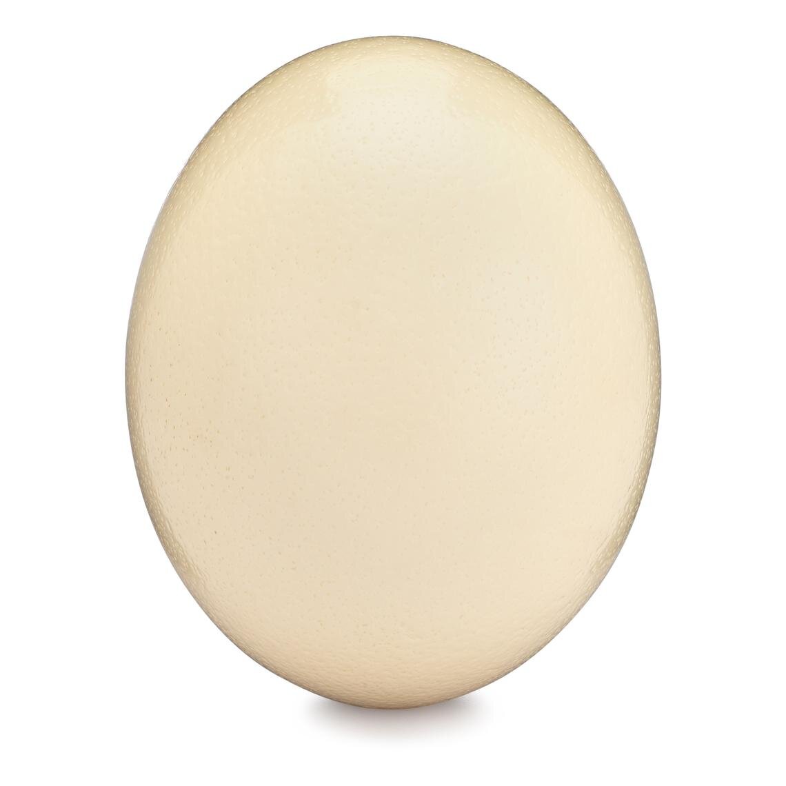 Ostrich Egg, Etsy 