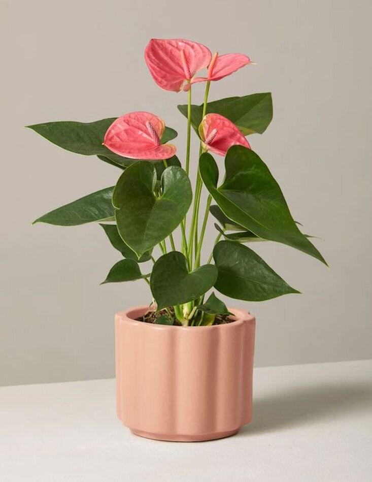 Pink Anthurium, The Sill