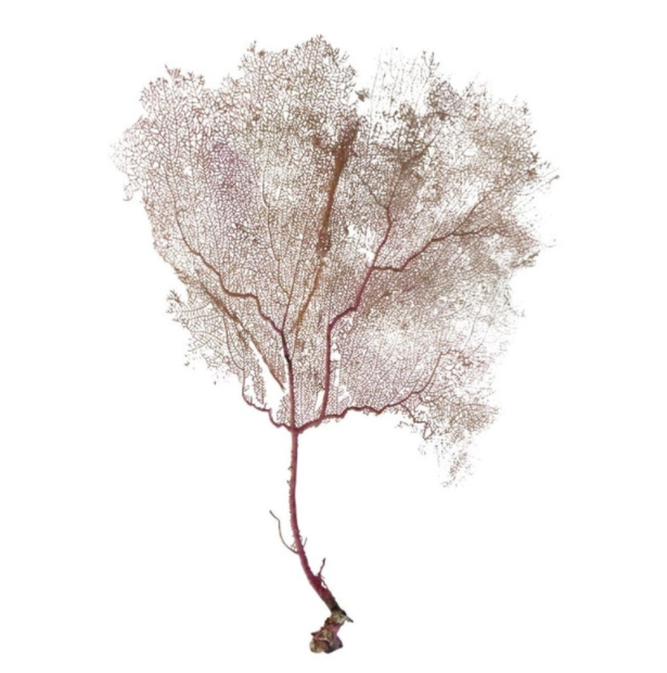 Lavender Bahamian Sea Fan, Etsy