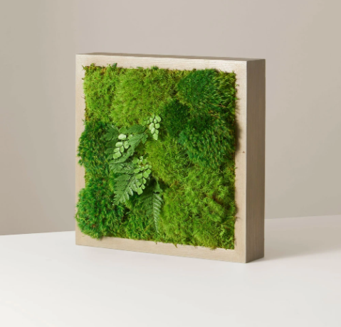 Preserved Moss Living Wall, The Sill