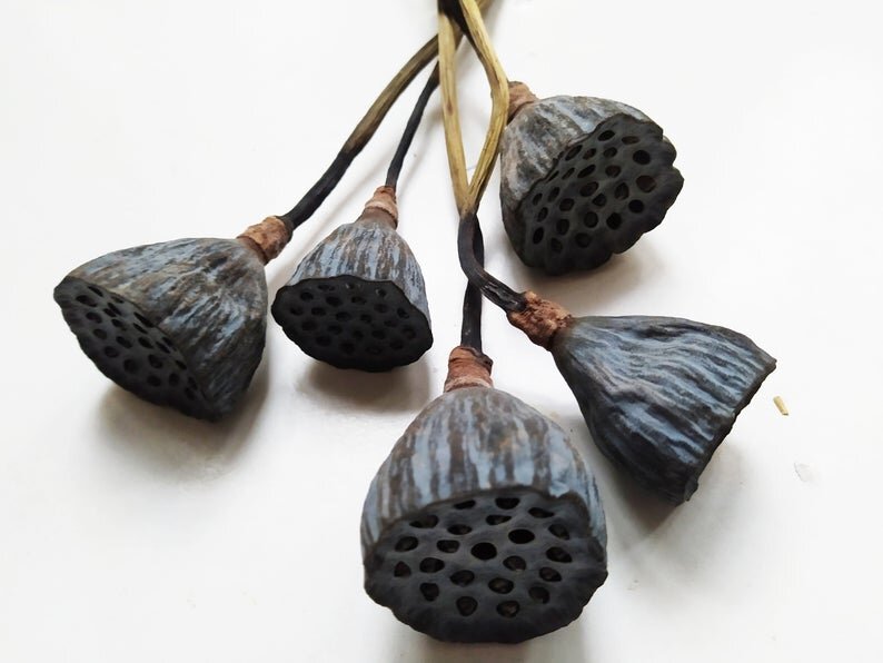 Dried Lotus Pod Stems, Etsy