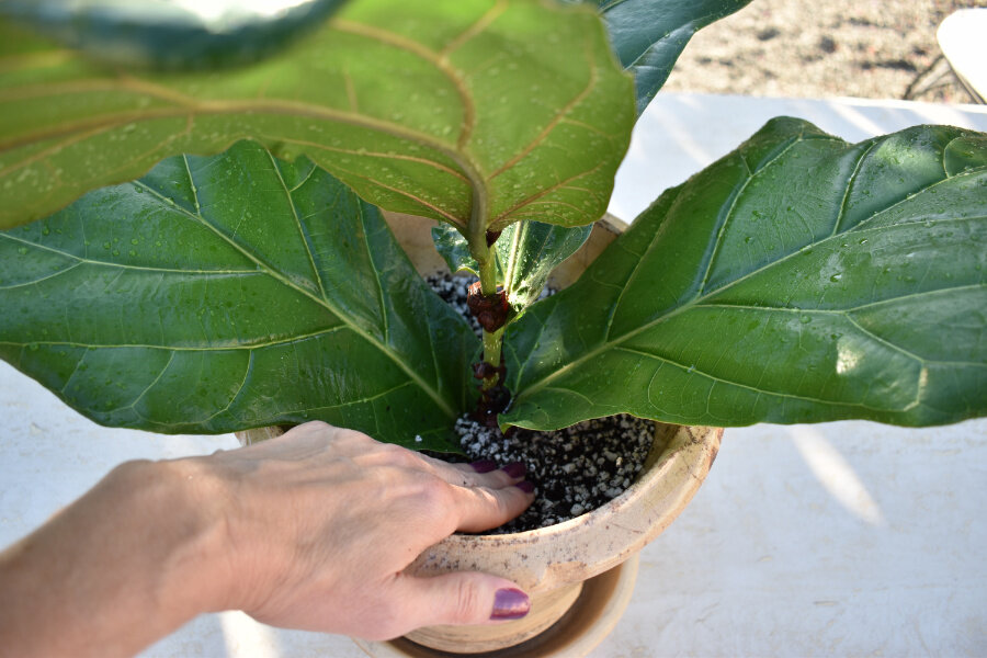 Selskabelig forsvar Detektiv How To Repot A Fiddle Leaf Fig (Planter Size, Soil, Drainage, &  Fertilizing) — Greenhouse Studio