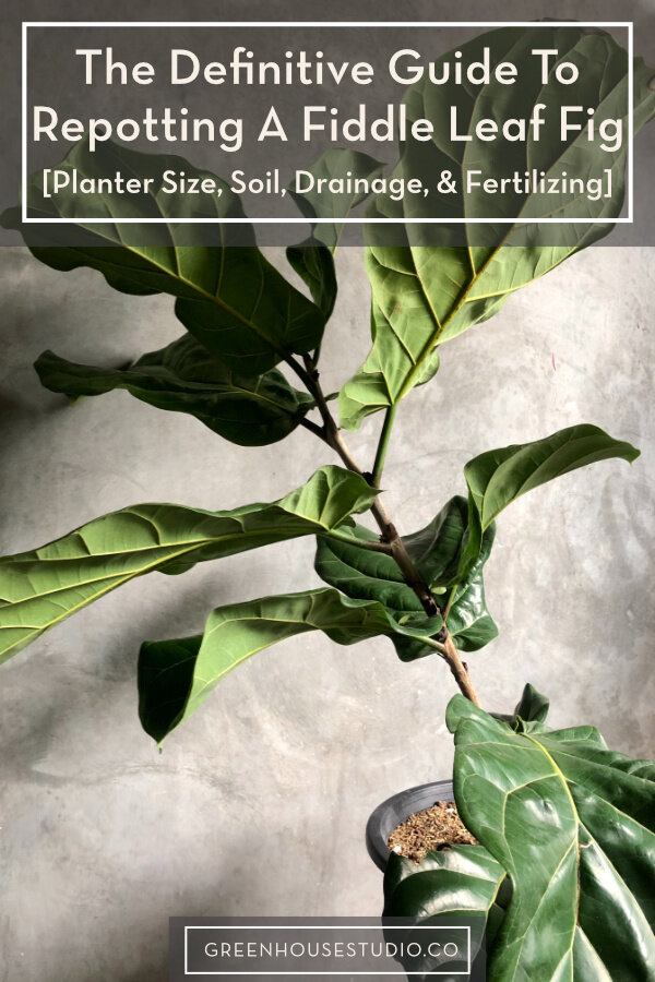 How To Repot A Fiddle Fig (Planter Size, Soil, & Fertilizing) Greenhouse Studio