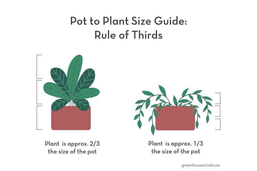 https://images.squarespace-cdn.com/content/v1/5dd86eda07db674ed859c949/1615848485942-T1OQYHKN6DGM7N740BTV/best-pot-size-for-plant-guide.jpg?utm_source=chatgpt.com