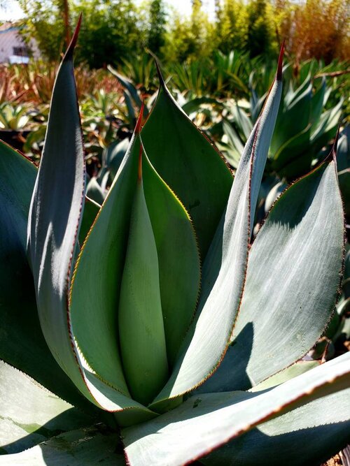 How To Propagate And Repot Agave Pups — Greenhouse Studio