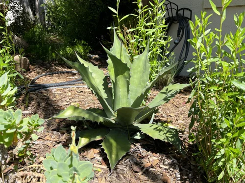 How To Propagate And Repot Agave Pups — Greenhouse Studio