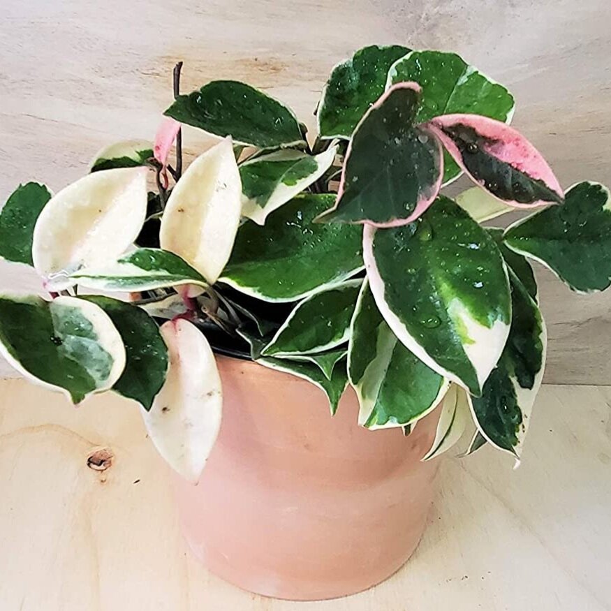 Hoya carnosa `Tricolor', Etsy