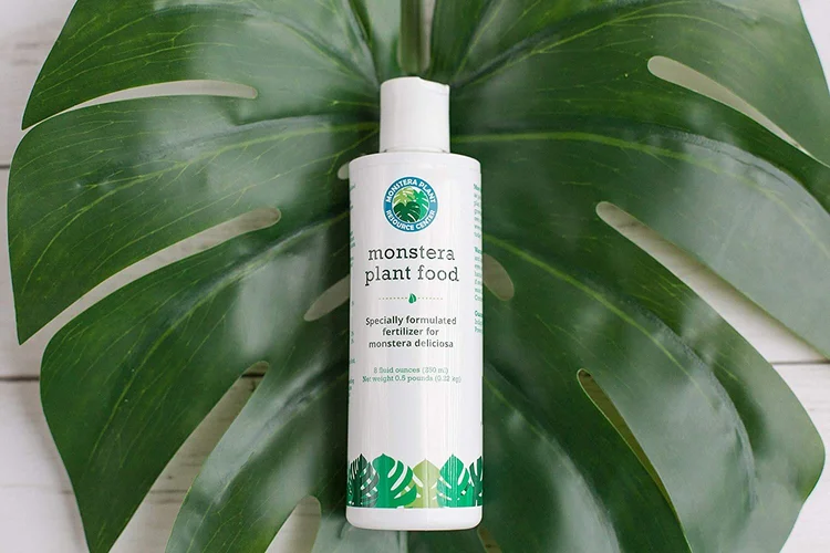 large monstera pot Monstera deliciosa XXL | Order online