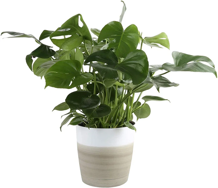 buy zz plant bunnings Large ZZ Plant