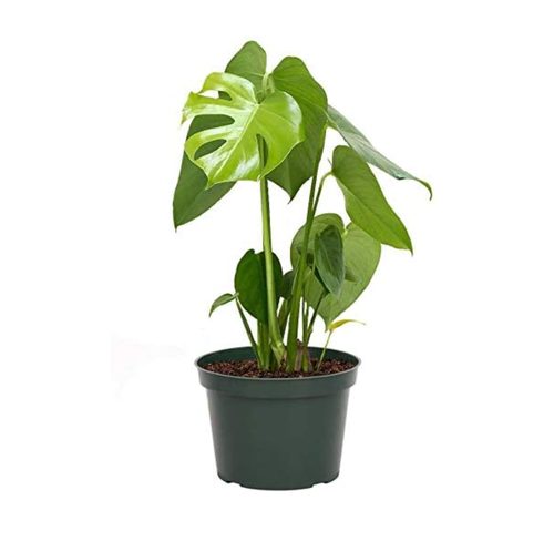 duza monstera 6-8ft Monstera Deliciosa- NYC, NJ, CT, Boston, Providence, Washington DC,  Baltimore, Philadelphia, Princeton, Long Island, and Upstate NY Local Plant main image 0