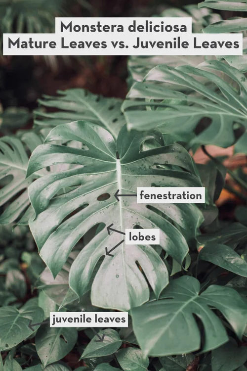 Monstera Deliciosa Care [Soil, Watering, Repotting, Fertilizing ...