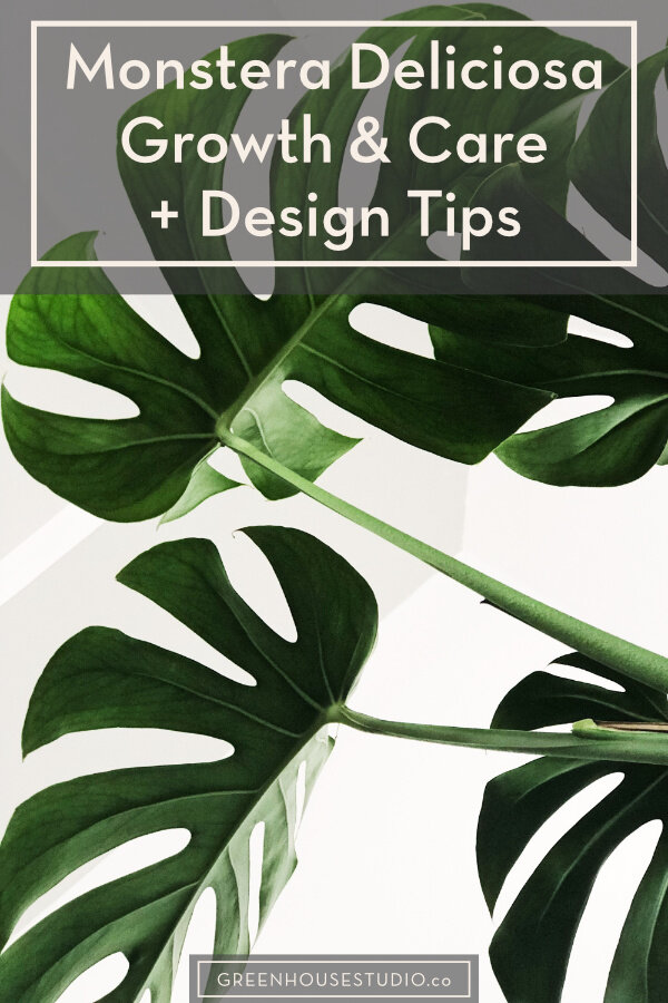 How to Grow and Care for a Monstera Houseplant