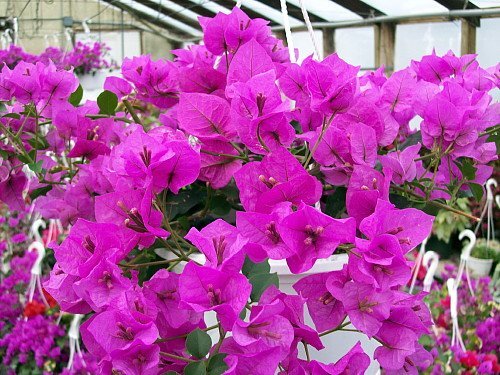 Bougainvillea, Amazon