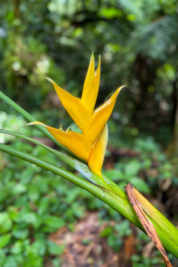 El Yunque National Forest Puerto Rico