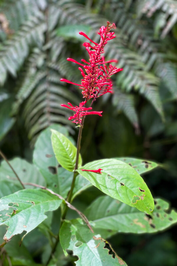 El Yunque National Forest Puerto Rico