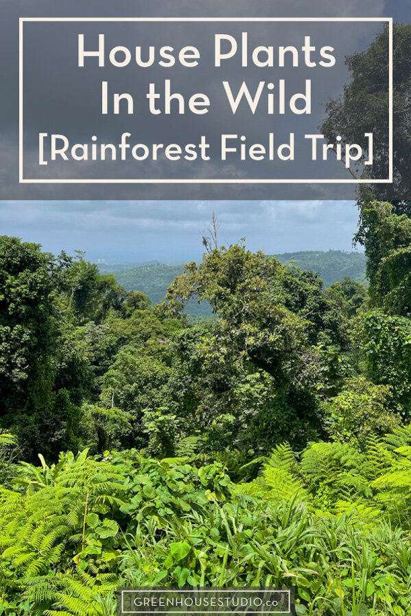 El Yunque National Forest [Puerto Rico Tropical Field Trip ...