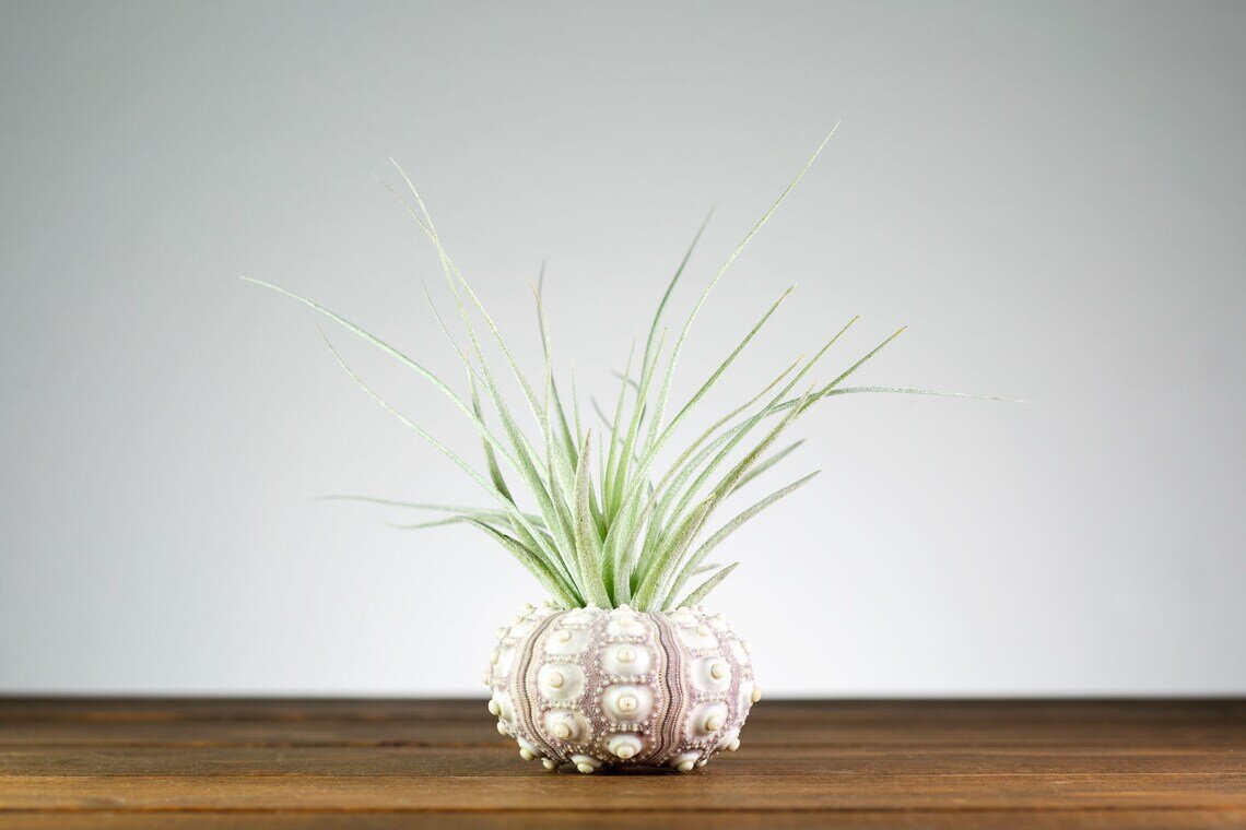 Sputnik Urchin Air Plant, Etsy