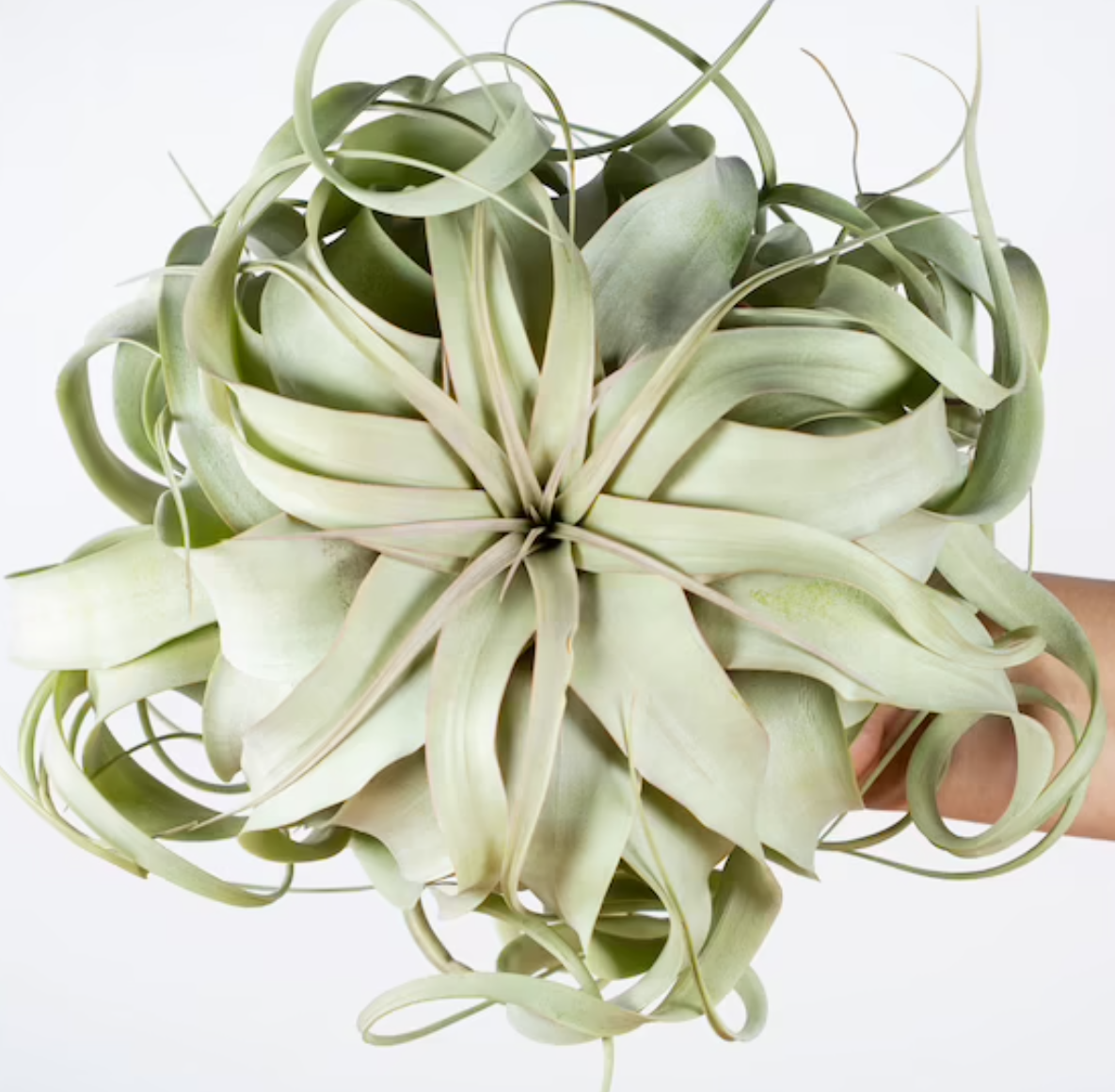 Tillandsia xerographica, Etsy