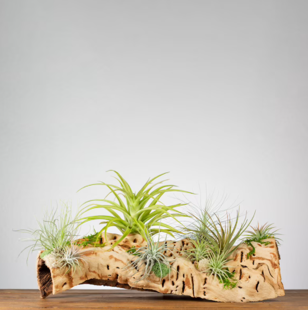 Air Plants + Grapewood Display, Etsy