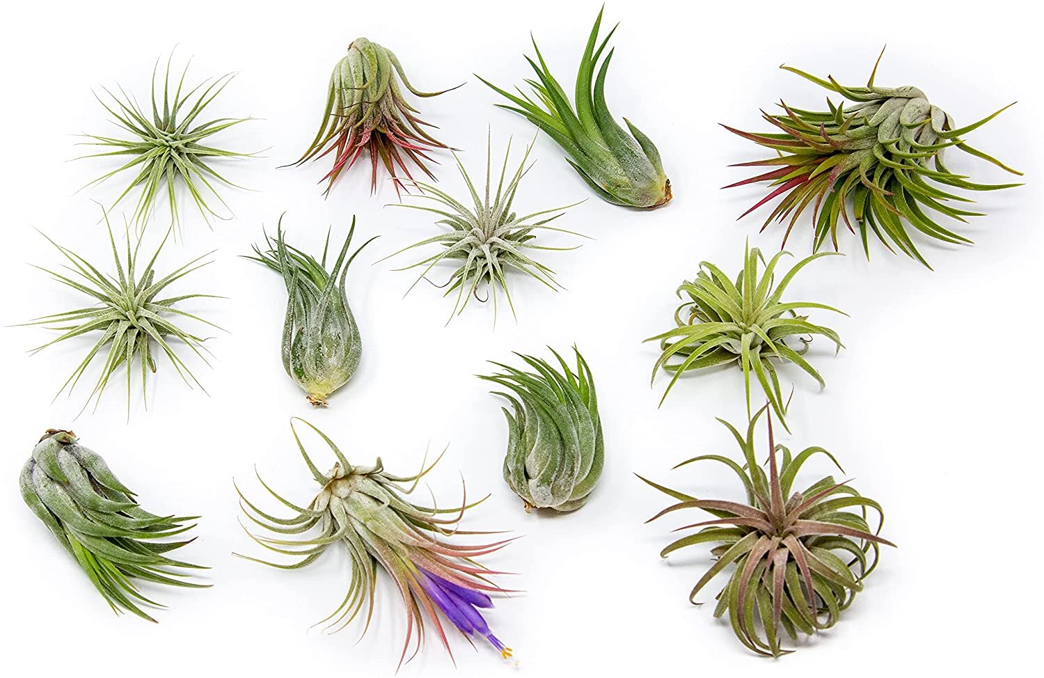 Small air plant care