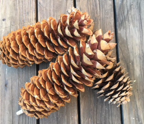 Sugar Pine Cones, Etsy