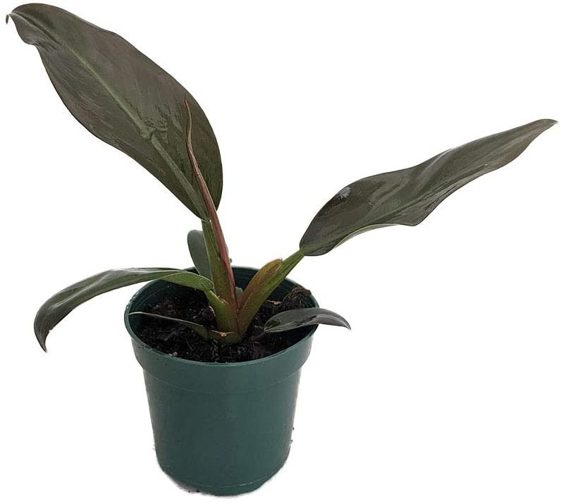 Imperial Red Philodendron, Amazon
