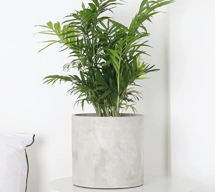 Cement Planter, Amazon