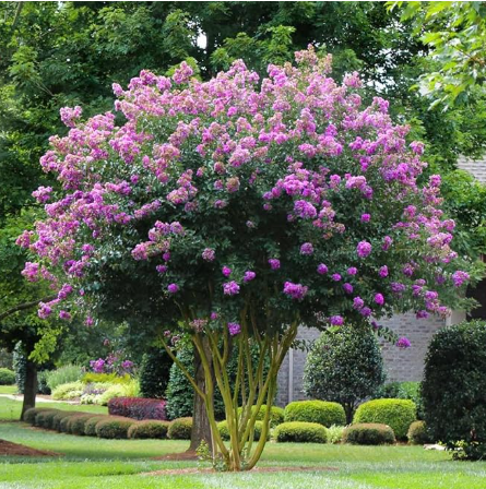 Muskogee Lavender Crape Myrtle