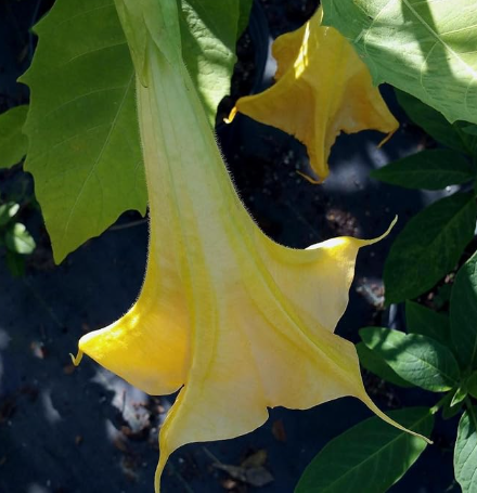 Brugmansia - Angel's Trumpet