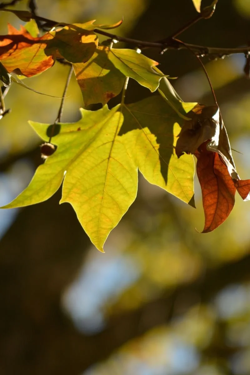 Sycamore leaves during fall