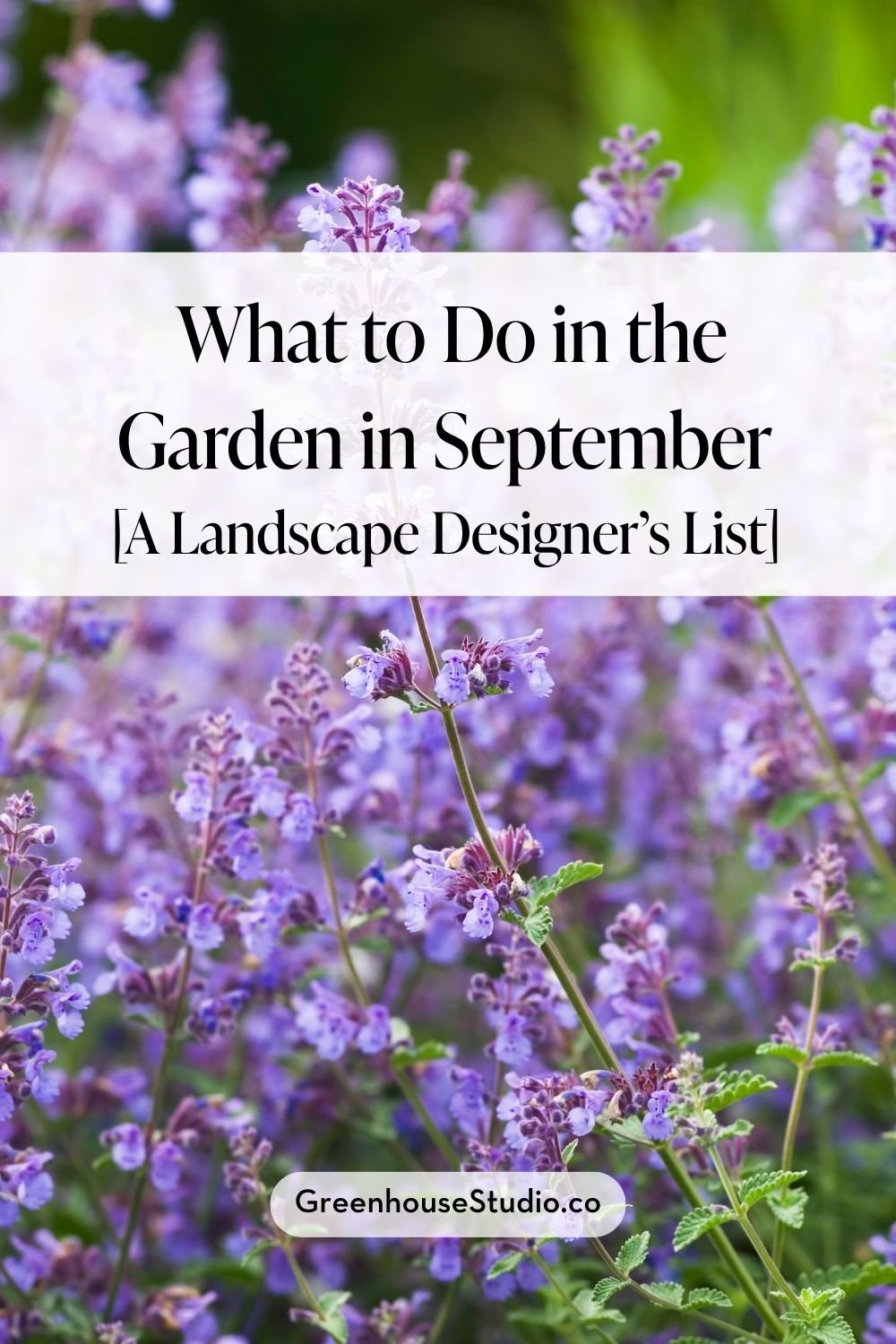 What to do in the Garden in September [A Landscape Designer’s List]