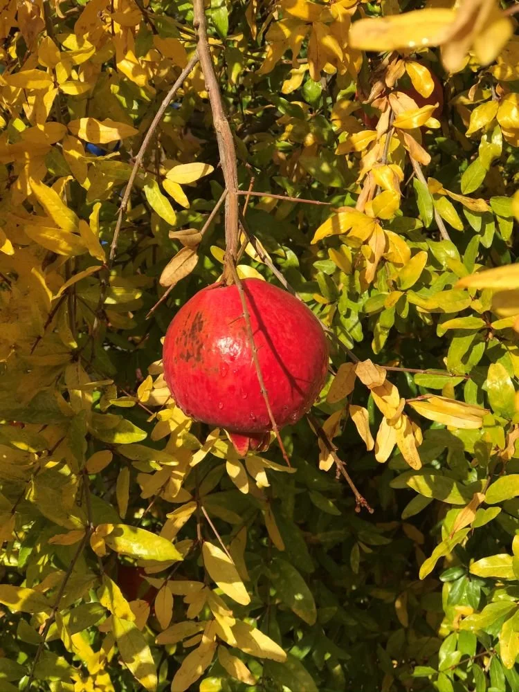 Ripe pomegranate growing with yellow fall foliage