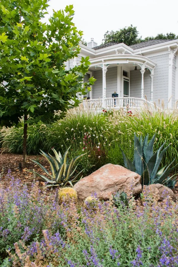 Mediterranean garden design featuring an Agave is growing with catmint, a sycamore tree, Pennisetum grass, and a golden barrel cactus.