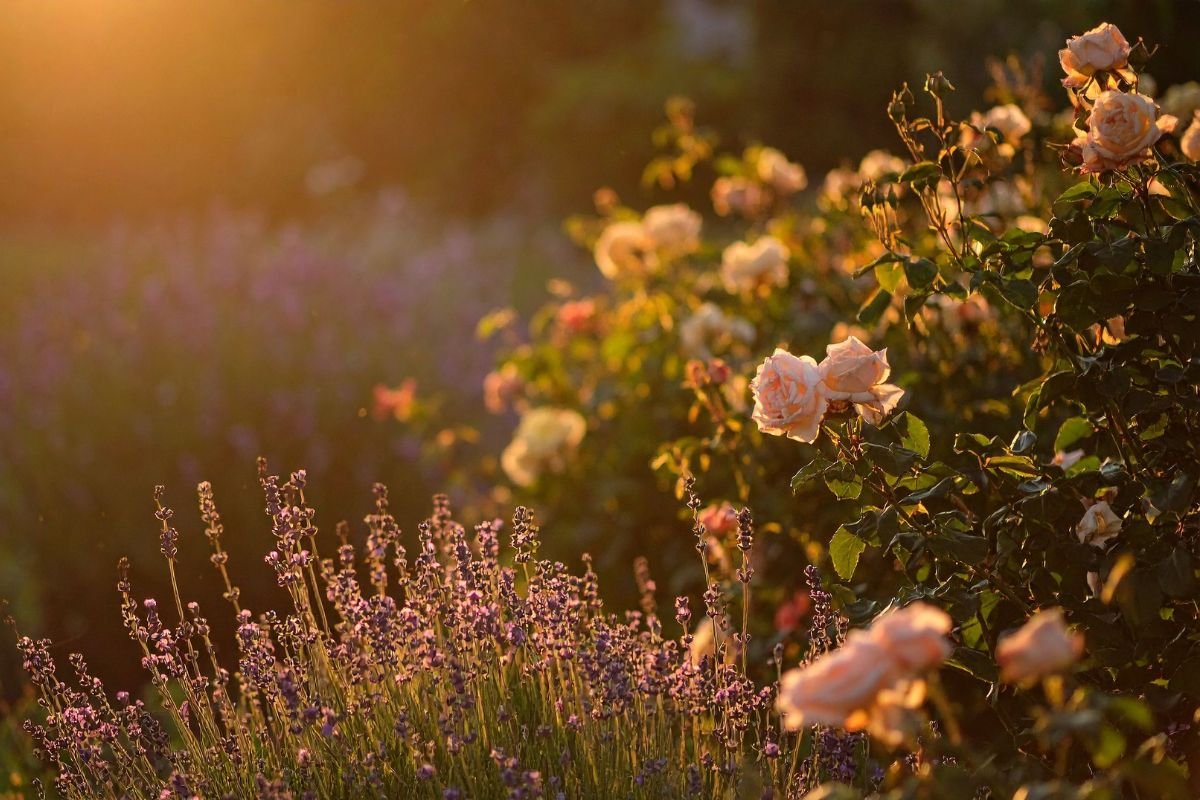 residential-garden planting featuring lavender and roses provides a cohesive design.