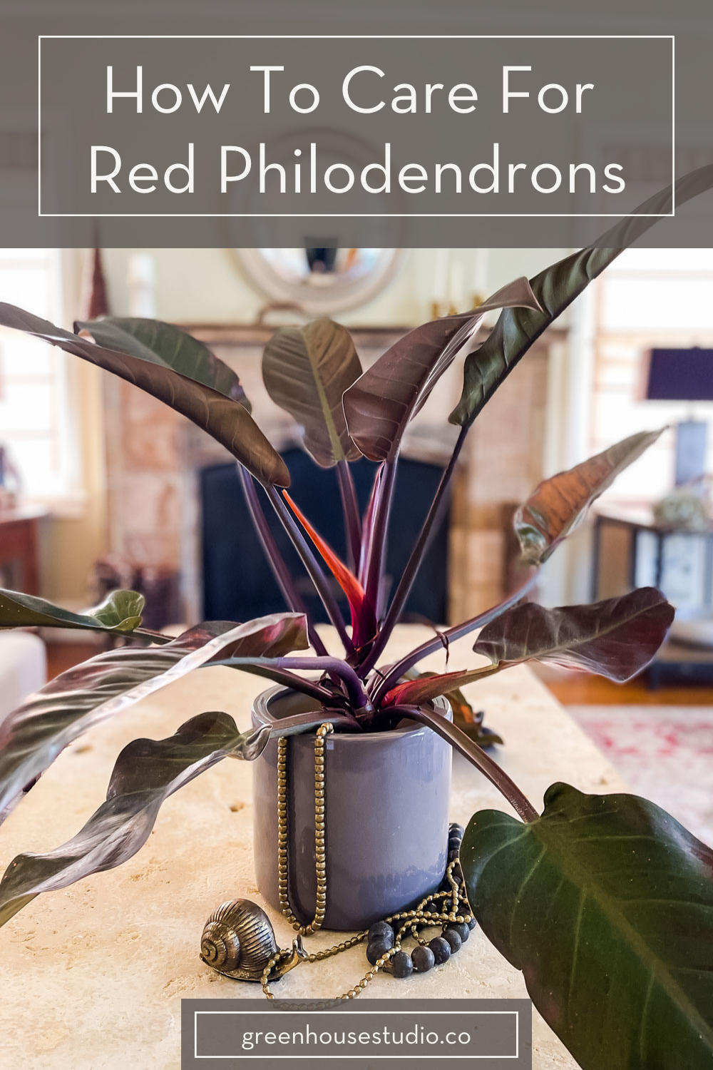 hungersnød vokal prototype Philodendron Rojo Congo - [Red Philodendron Care ] — Greenhouse Studio