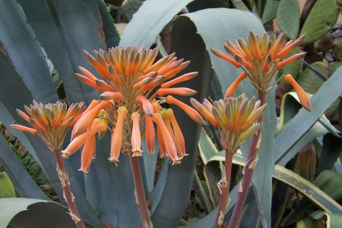 Residential garden planting featuring aloes and agaves used to support structure in garden design planning.