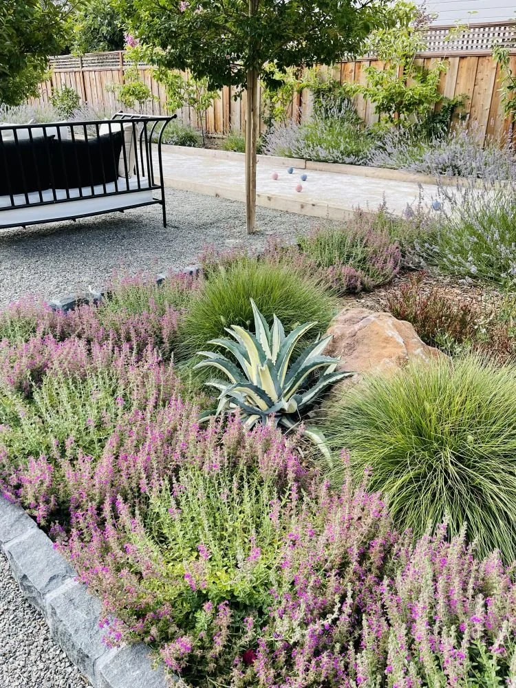 Mediterranean landscape design featuring a patio court, an outdoor daybed, agave mediopicta alba, teucrium, pea gravel, pennisetum, and boulders.