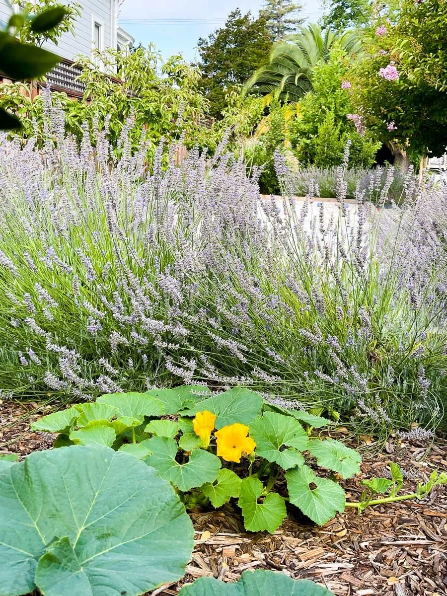 Pumpkin plants growing with Provence lavender and a bocce court in the background