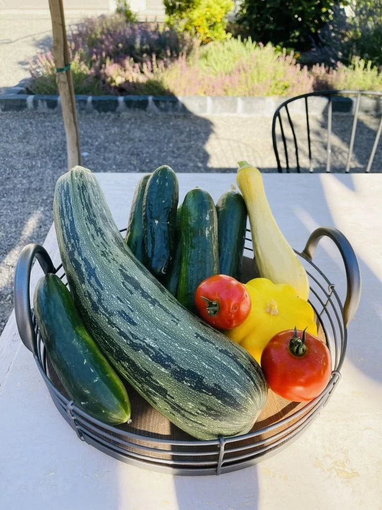 Homegrown vegetables harvested from a kitchen garden, featuring squash, cucumbers, and tomatoes
