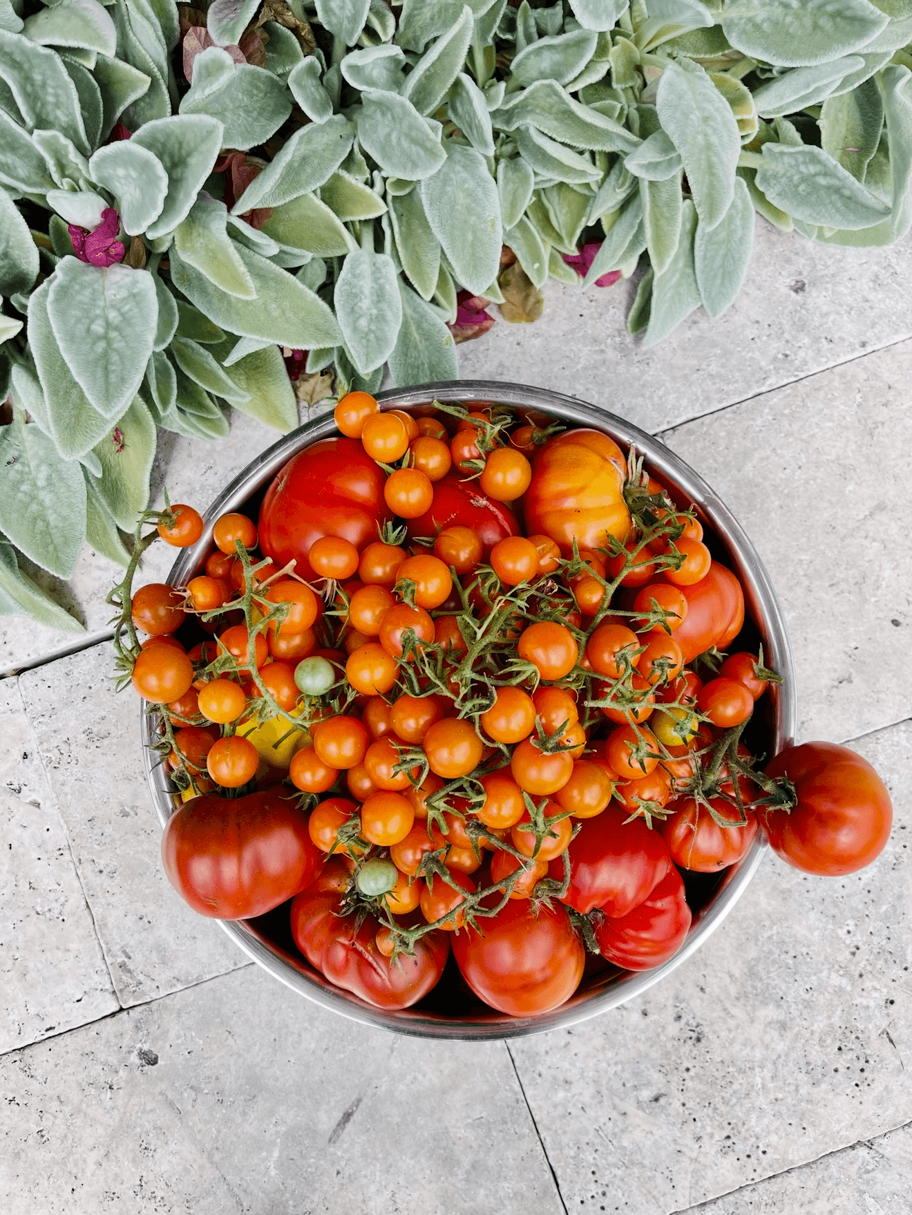 Heirloom tomato plant harvest in a silver bowl, surrounded by lamb's ears plants on top of silver travertine pavers