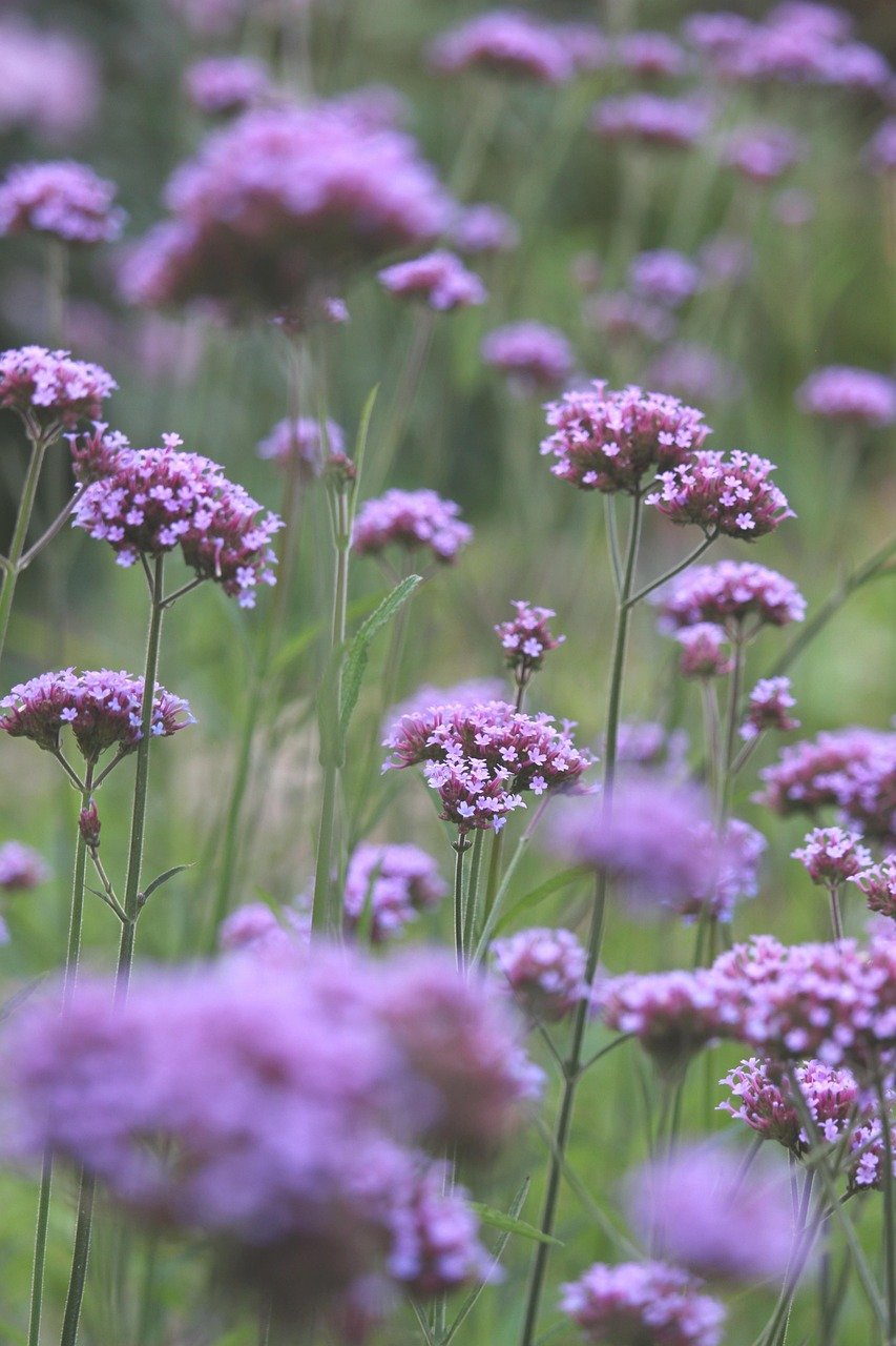 Verbena grows in a natural-looking meadow garden.