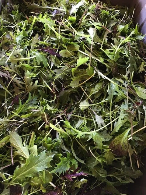 Abundant Spring Greens