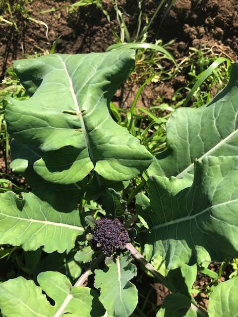 Boatloads of Beautiful Broccoli!